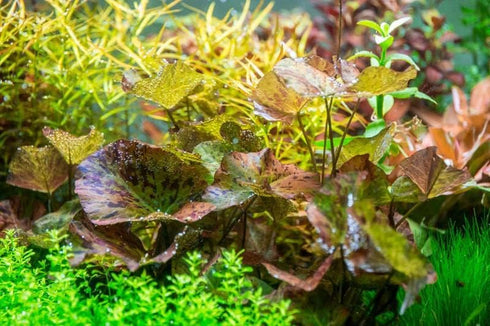 2 1 Marcus Fish Tanks - Tiger Lotus Lily Nymphaea Lotus - Live Aquarium Plants - Freshwater Aquatic Plant Buy Get