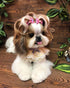 100pcs/50pairs Dog Hair Bows, Grooming Bulk with Rubber Bands in Mixed Colors, Toknot Bowknot Elastic for Small Medium