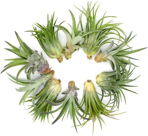 5.75" Glass Puppy Dog Terrarium Kit with Air Plant - Blue