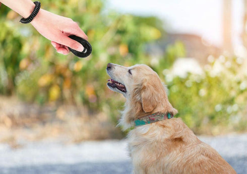 Pet Training Clicker with Wrist Strap, Dog Training Clicker Set for Dog, Cat, Bird, Horse, etc. (4 Color)