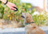 Pet Training Clicker with Wrist Strap, Dog Training Clicker Set for Dog, Cat, Bird, Horse, etc. (4 Color)