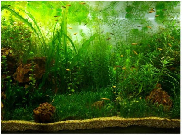 Zerodis PVC Aquarium Background Poster - Water Grass PVC Adhesive Static Wallpaper Background (91 * 41cm)