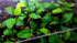 Java Fern and Anubias Aquarium Plant Bundle - Live Freshwater Plants for Aquascaping, Low Maintenance, Easy Beginner