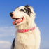 BINGPET Adjustable Leather Dog Collar, Real Split PU Leather Studded Pet Collar for Small Medium Large Dogs - RED L