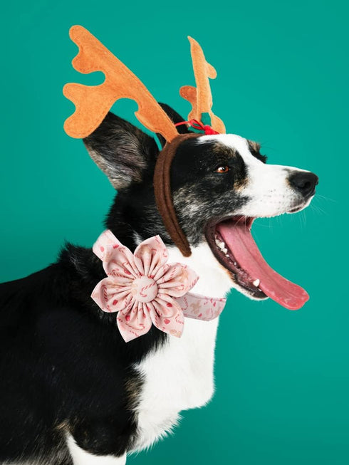 Unique Style Paws Adjustable Dog Collar with Flower Pattern, Durable Christmas Collar for Small Medium Large Dogs