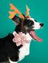 Unique Style Paws Adjustable Dog Collar with Flower Pattern, Durable Christmas Collar for Small Medium Large Dogs