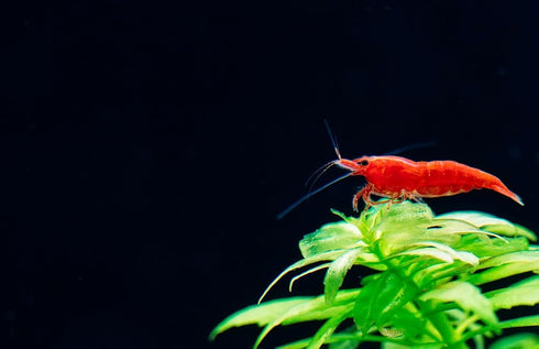 Generic 10+ High Grade Fire Red Cherry Shrimps Neocaridina Live Freshwater Shrimp Aquarium Inverts High-Grade Cherry