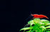 Generic 10+ High Grade Fire Red Cherry Shrimps Neocaridina Live Freshwater Shrimp Aquarium Inverts High-Grade Cherry