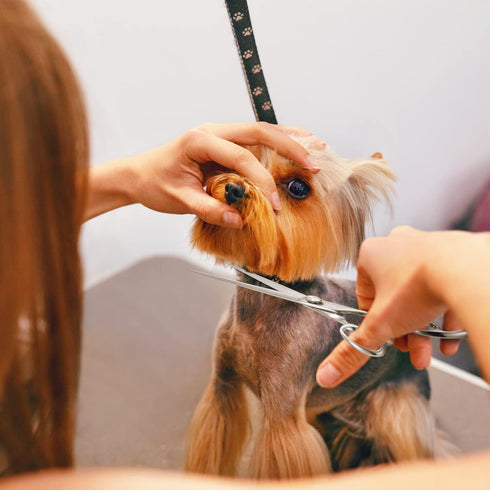 High-end Professional Dog Grooming Scissors, 7.5 Inch, Extremely Sharp, Advanced Stainless Steel Alloy for Dogs, Cats,