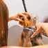 High-end Professional Dog Grooming Scissors, 7.5 Inch, Extremely Sharp, Advanced Stainless Steel Alloy for Dogs, Cats,