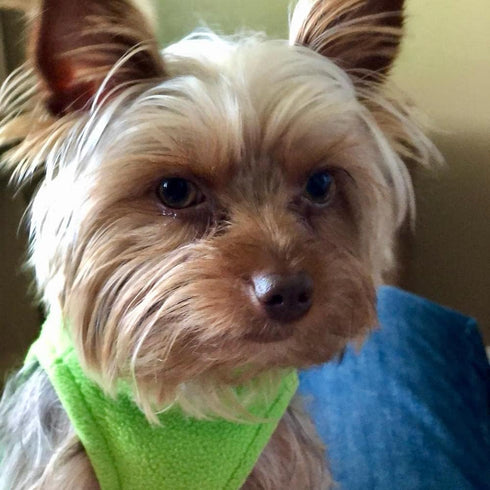 Gooby Stretch Fleece Vest Dog Sweater, Grass Green, Medium, Warm Pullover Fleece Jacket