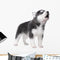 Wallmonkeys Cute Little Husky Puppy Wall Decals, 24" W x 19" H, Peel and Stick, Isolated on White Background