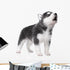 Wallmonkeys Cute Little Husky Puppy Wall Decals, 24" W x 19" H, Peel and Stick, Isolated on White Background