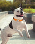 TagME Reflective Nylon Dog Collars - Adjustable Classic Pet Collar with Quick Release Buckle for Small Dogs, Orange