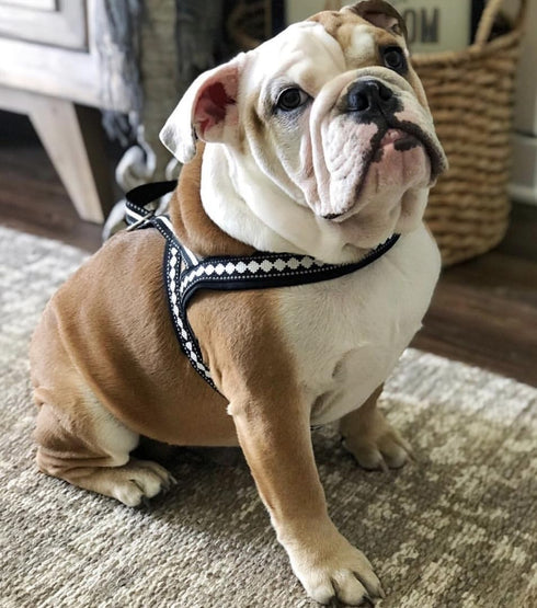 Blueberry Pet 4 Colors Soft & Comfy 3M Reflective Jacquard Padded Dog Harness, Chest Girth 30" - 38.5", Large