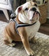 Blueberry Pet 4 Colors Soft & Comfy 3M Reflective Jacquard Padded Dog Harness, Chest Girth 30" - 38.5", Large