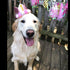 Pet Crown - Reusable Birthday Party Crown for Dog & Cat, Pink with 0-9 Figures Charms