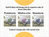 Home,100% 210g/7.4oz) 100% Kitty-Medi-Check Cat Urine Health Test Kit, Easy Monitoring at Eco-Friendly - (Alkalinuria