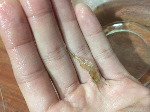 Beauty Yi 10 Adult Ghost Shrimp (Palaemonetes paludosus aka Grass Shrimp, Glass Shrimp, Freshwater River Shrimp) Great