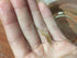 Beauty Yi 10 Adult Ghost Shrimp (Palaemonetes paludosus aka Grass Shrimp, Glass Shrimp, Freshwater River Shrimp) Great