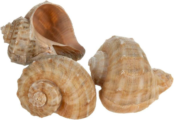 Hermit Crab Shells | Shells for Hermit Crabs | 3 Rapana Shells