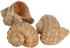 Hermit Crab Shells | Shells for Hermit Crabs | 3 Rapana Shells