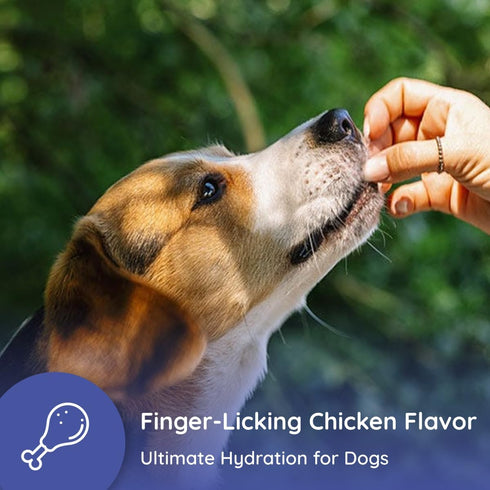 Dog Electrolytes and Joint Supplement, Glucosamine, Chondroitin & MSM for Inflammation and Mobility Support
