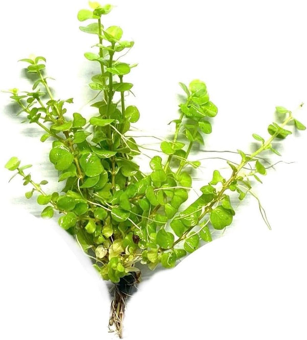 Marcus Fish Tanks Golden Lloydiella Creeping Jenny Lysimachia nummularia Aurea Live Aquarium