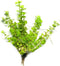 Marcus Fish Tanks Golden Lloydiella Creeping Jenny Lysimachia nummularia Aurea Live Aquarium