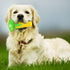 Carllg Puppy Teething Chew Toys, Corn Stick Tough Dog Chew Toys for Training and Teeth Cleaning, Squeaky Toothbrush