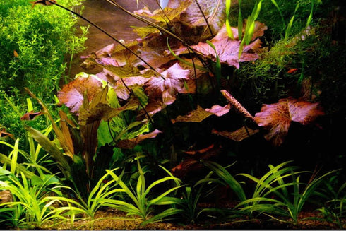 Live Aquarium Plants - Red Flame Sword, Alternanthera Reineckii & Red Tiger Lotus Bundle - Easy Freshwater Plants