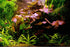 Live Aquarium Plants - Red Flame Sword, Alternanthera Reineckii & Red Tiger Lotus Bundle - Easy Freshwater Plants