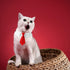 Dog Collar, Soft Polyester Bow Tie with Metal Buckle for Large, Medium, Small Boys Cat Dog Tie (Medium, Red/White)