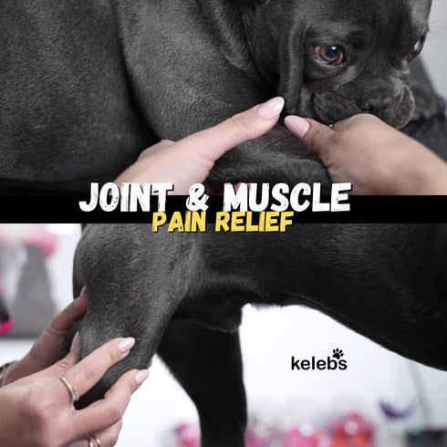5 KELEBS Dog Arnica Massage Oil | Pain Relief for Muscles, Arthritis, Hips, and Joints | for Active & Senior Dogs |