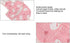 Pet Bird Diaper, Flying Costume Reusable Diapers Washable Parrot Bird Flight Suitable Clothes Parrot Nappy Cotton Pad