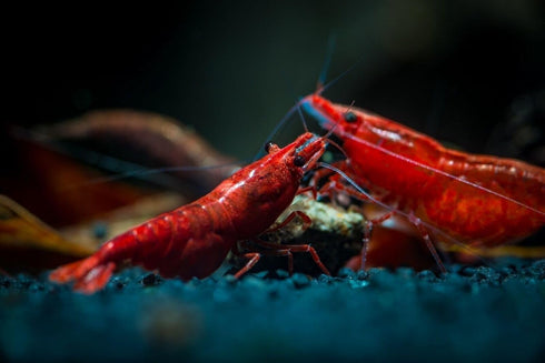 AQUATICBLENDEDFOODS A109 8oz) Super Freshwater Shrimp Food,Calcium,Spirulina,Crayfish & Snail Mix,Cherry Shrimp,Bottom