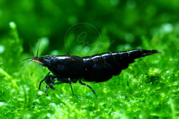Swimming Creatures Premium Neocaridina Shrimp Freshwater Aquarium Shrimp (10, Premium Chocolate Black)