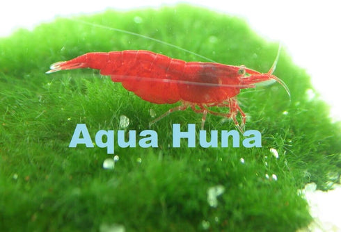 10 Pack Aqua Huna Red Cherry Shrimp (Grade A)