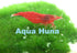 10 Pack Aqua Huna Red Cherry Shrimp (Grade A)