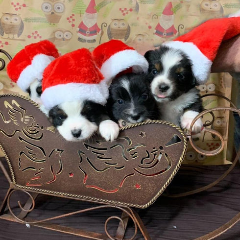 6 Pcs Dog Cat Pet Santa Hat Christmas Costumes for Small Pets, Christmas Photo Props