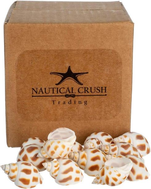 12 3/4"- 2" Hermit Crab Shells | Turbo Shells | Babylonia Aerolata Turbo Shells | Hermit Crab House for Dcor | Plus