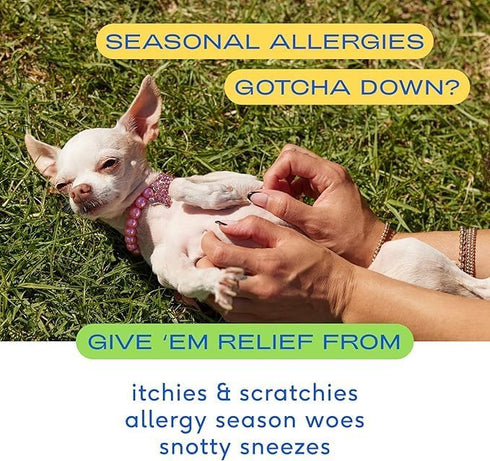 Native Pet Dog Allergy Chews - All Natural Relief with Probiotics and Colostrum for Itchy Skin, 60 Chews