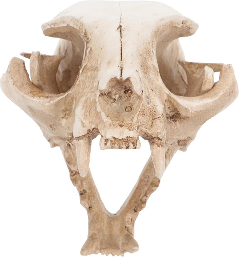 Amosfun Halloween Animal Skeleton - Scary Resin Cat Skull Model for Aquarium Fish Tank Decoration