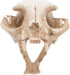 Amosfun Halloween Animal Skeleton - Scary Resin Cat Skull Model for Aquarium Fish Tank Decoration