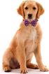 10pcs Small Dog Bowties for Puppy Boys, Adjustable Plaid Neck Bows for Party Costumes and Grooming