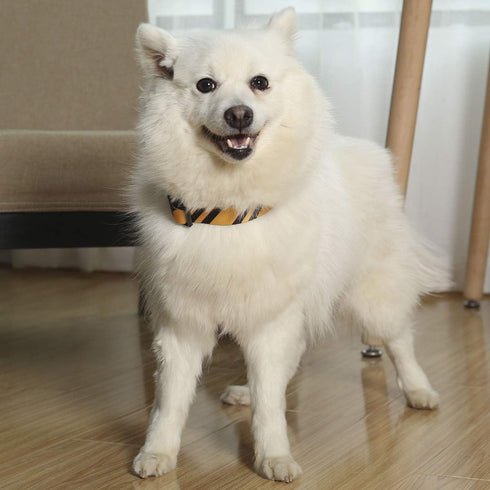 2PCS Adjustable Halloween Dog Collar with Wizard School Printing and Funny Leash for Medium Pets (Yellow, Medium)