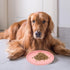 Ceramic Pet Bowl Cat Food Water Bowl Shallow Cat Dish Whisker Fatigue Cute Pet Plate Feeding Container for Dogs Rabbits Animal