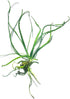 Crinum Calamistratum Live Aquarium Plant for Betta Fish - Easy to Grow