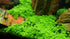 2 1 Micranthemum Monte Carlo Easy Live Aquarium Plant Buy Get