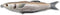 Generic Fishing Lure Mullet Topwater Hollow Body Walking Bait MUH Color # 3/8oz